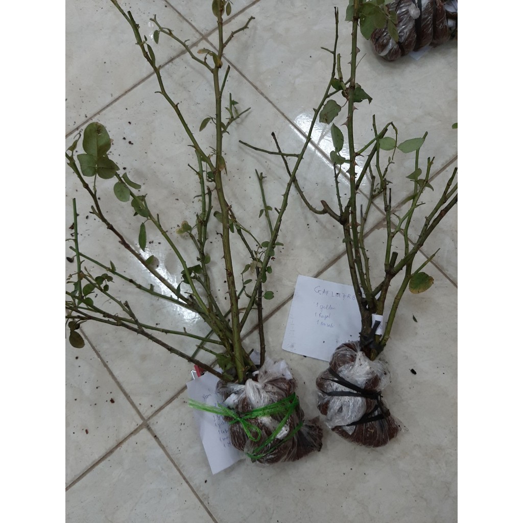 Cành Chiết Hồng Ngoại Julio (Cành Chiết Hoa Hồng)
