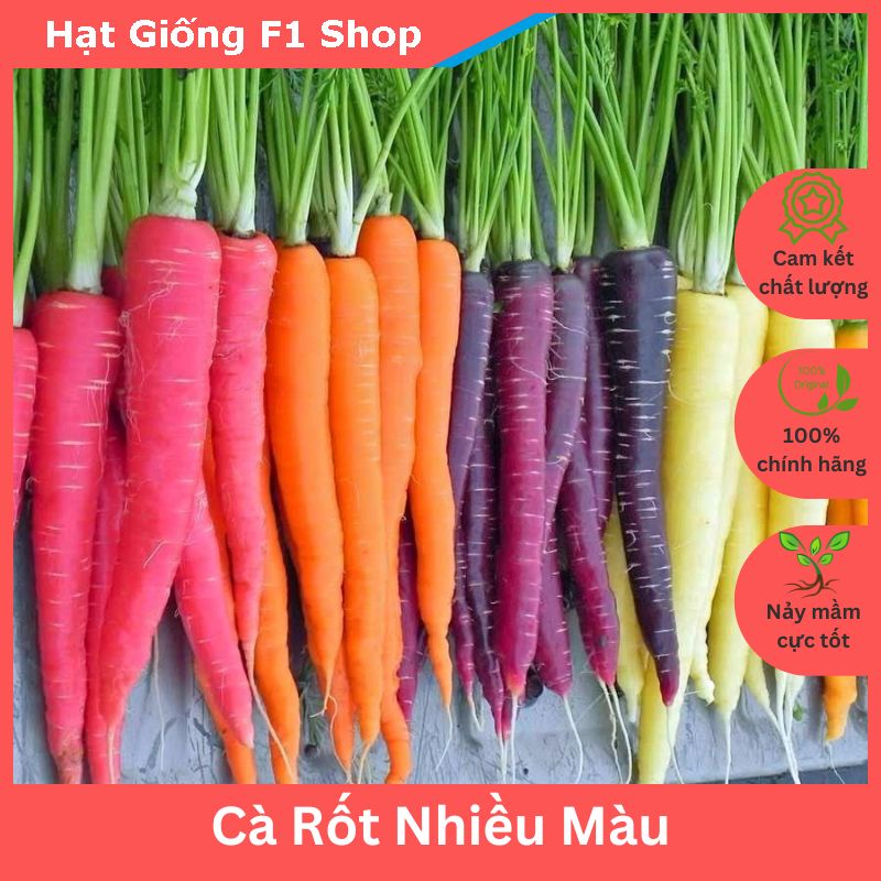 Hạt Giống Cà Rốt Nhiều Màu Mix (50H)