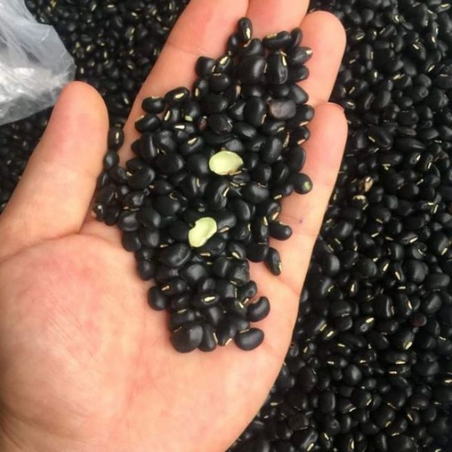 Sỉ toàn quốc 3kg hạt đỗ đen xanh lòng
