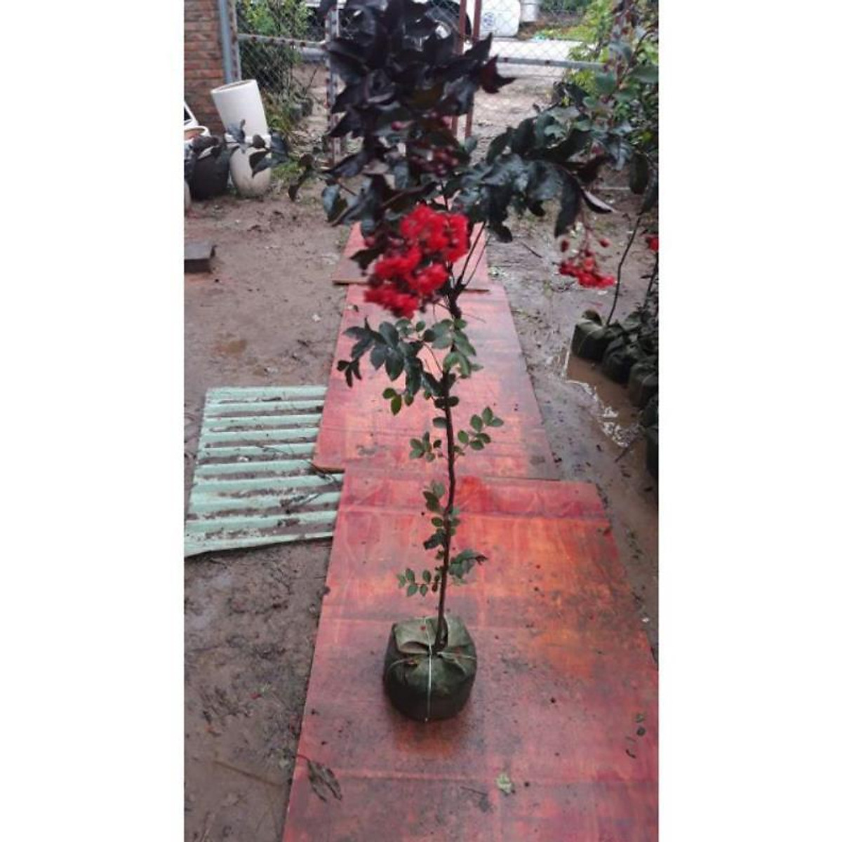 sản phẩm CÂY HOA TƯỜNG VI ĐỎ