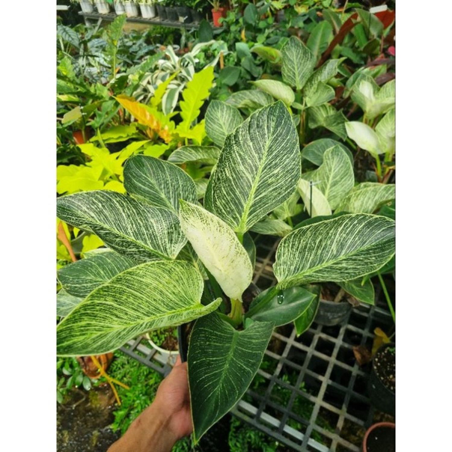 Trầu bà đế vương kim cương - Philodendron Birkin