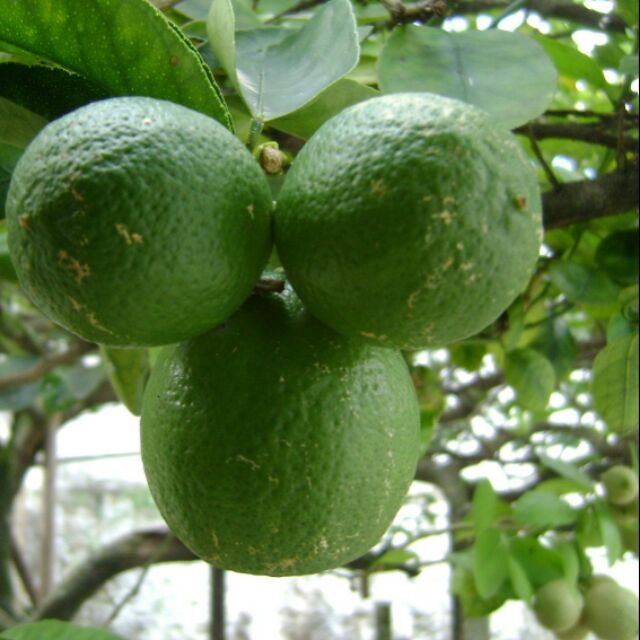 Cây Chanh Ta hàng cây choai chuẩn bị có quả ra trái quanh năm