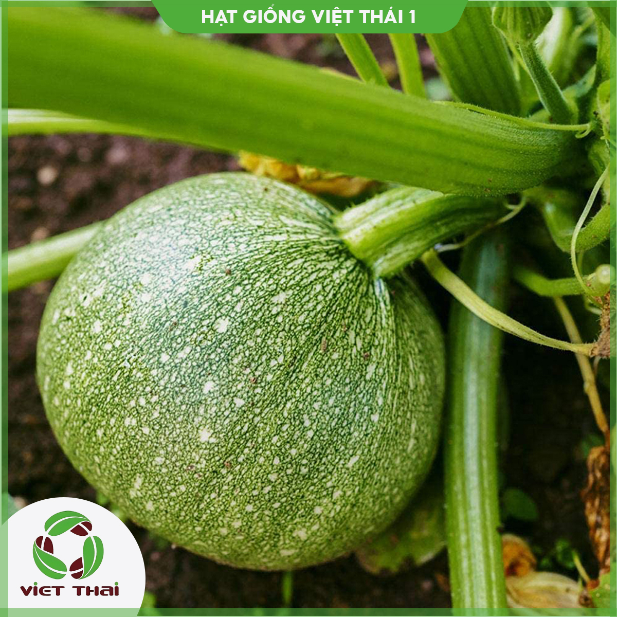 [SALE] Hạt giống Bí Ngồi Tròn - HGVT1