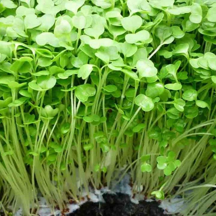 Hạt giống rau mầm cải trắng hạt lớn gói ký