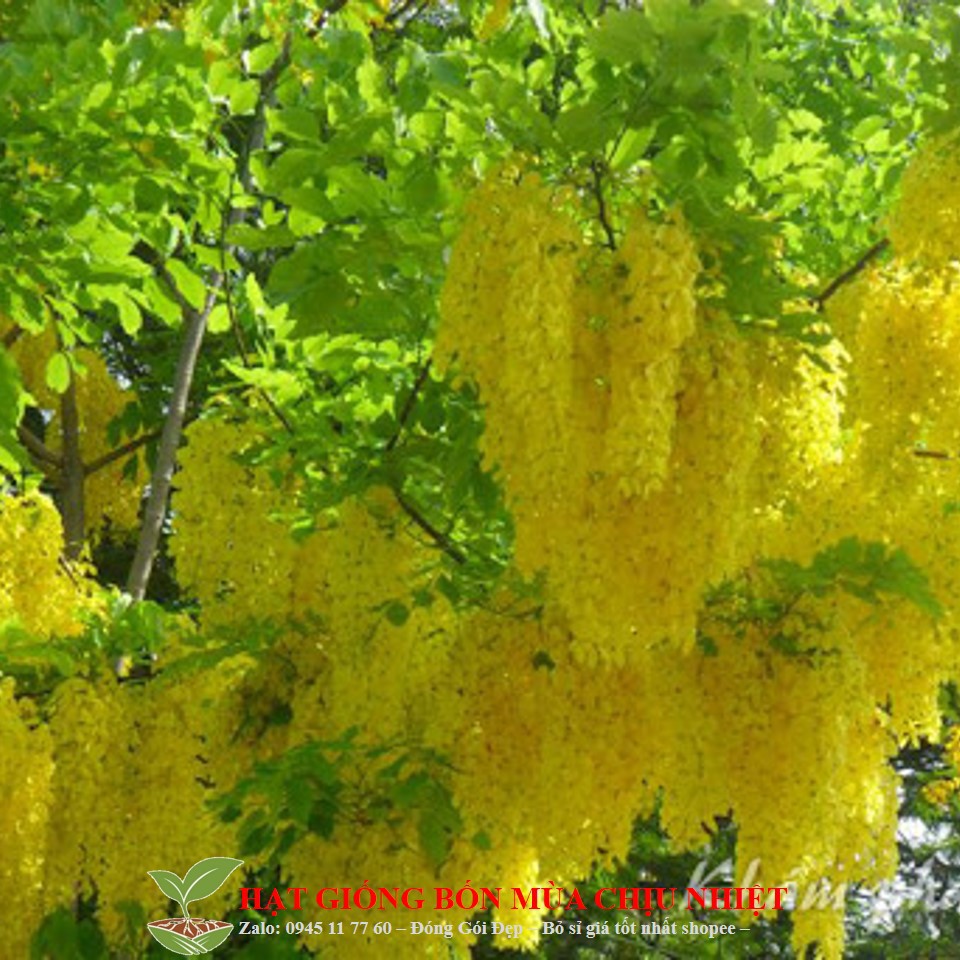 230a hoa muồng hoàng yến