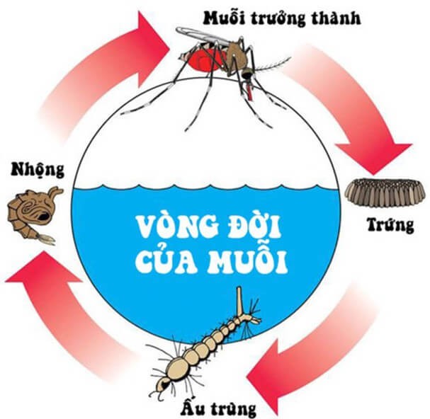 Thuốc diệt muỗi thế hệ mới ALPHA PLUS 7.2SC chai 1lit