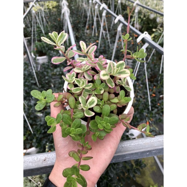 Cây Hoa Sam Thái, Hoa Mười Giờ Thái - ( PORTULACA OLERACEA ) 🍀