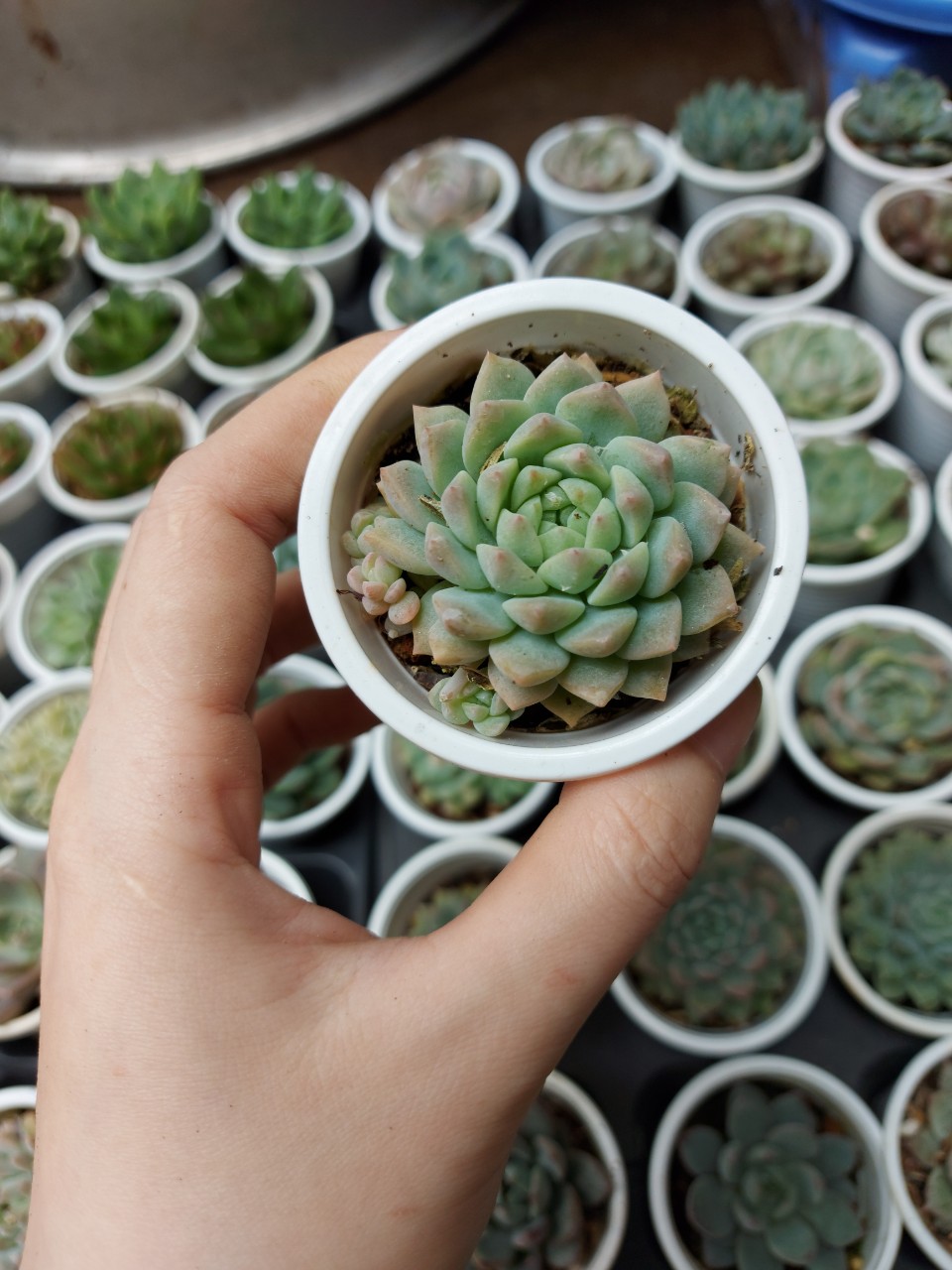 Sen đá cỡ nhỏ ngẫu nhiên