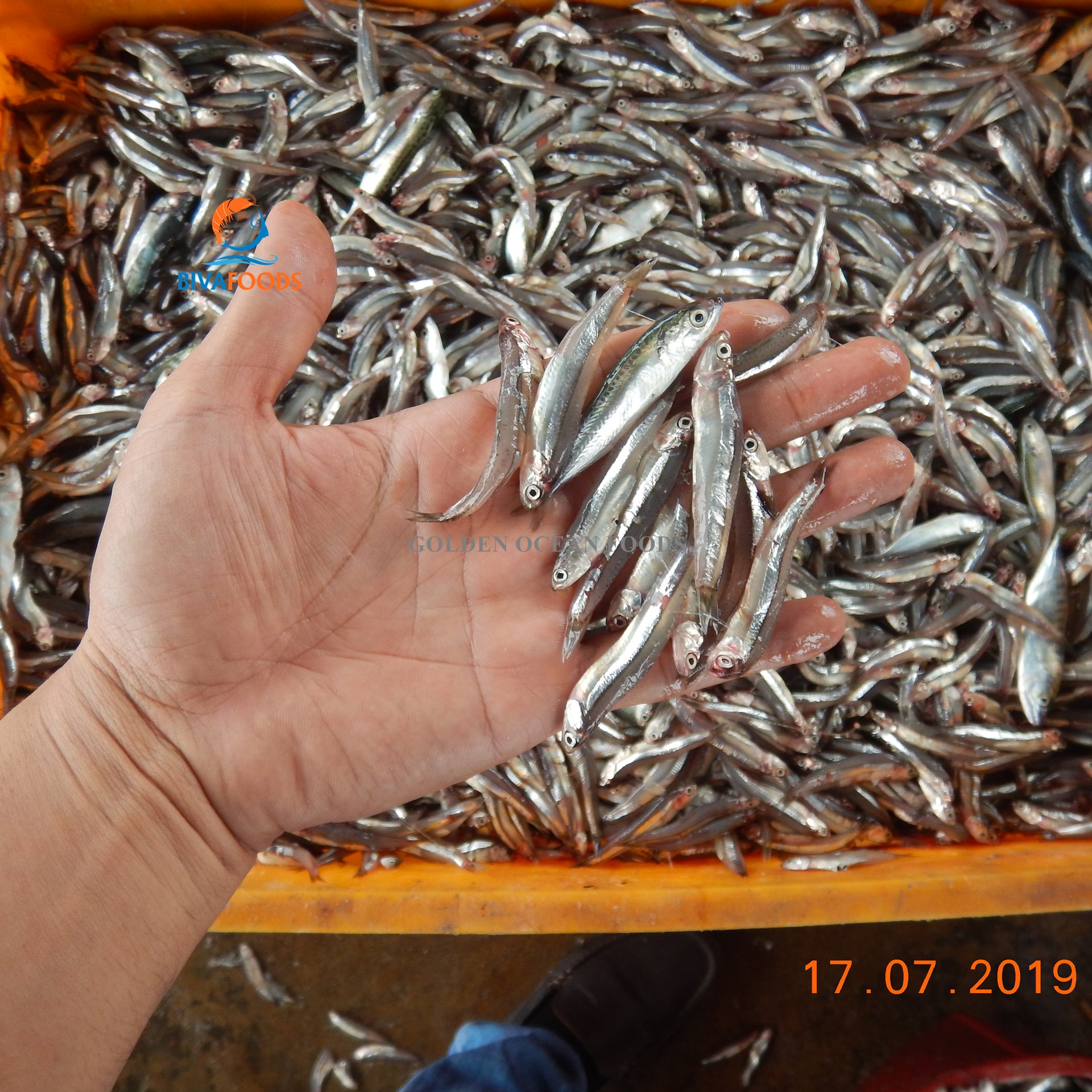 Khô Cá Cơm nguyên con - 3/5cm/con - Thực Phẩm BIỂN VÀNG