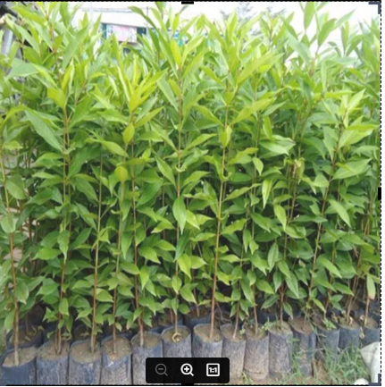 giống cây vối