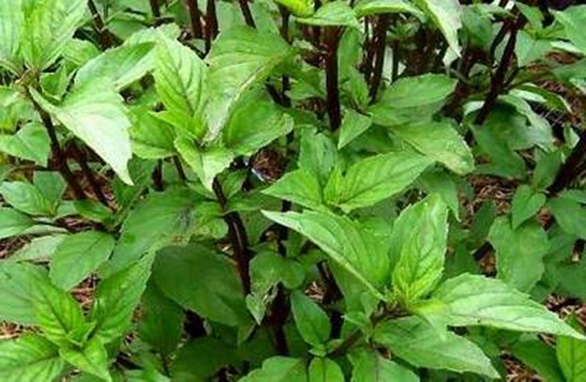 Hạt giống rau húng quế tặng kích mầm