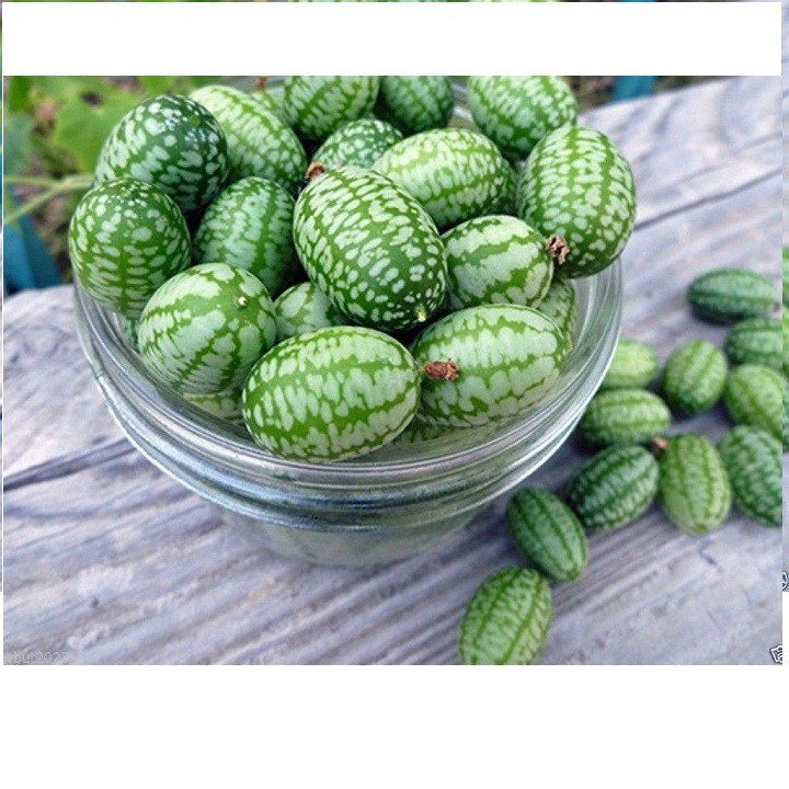 5H_Hạt Giống Dưa Chuột Mexico (dễ trồng)