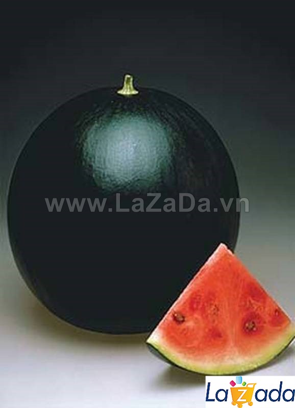 10GRAM 160.HAT Hạt Giống Dưa Hấu Tròn To 12kg TG38 (| A3*V43*M166)