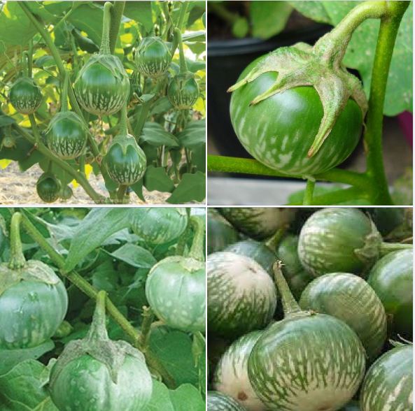 Hạt giống Cà bát ta da ếch ( 1 gói 0.5gram ) - VTNT