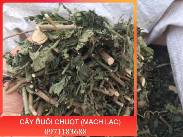 1KG CÂY ĐUÔI CHUỘT HOÀ BÌNH (KHÔ, XANH, SẠCH)