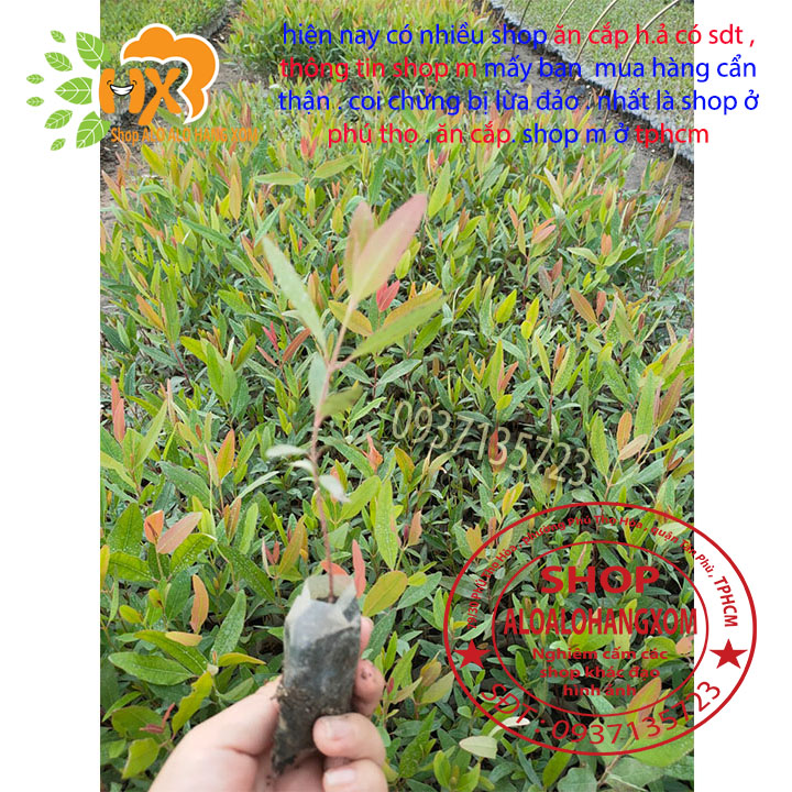 [HCM]combo 50 cây bạch đàn  cây giống