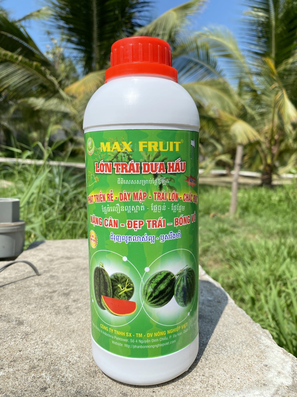 Siêu Lớn Trái Dưa Hấu