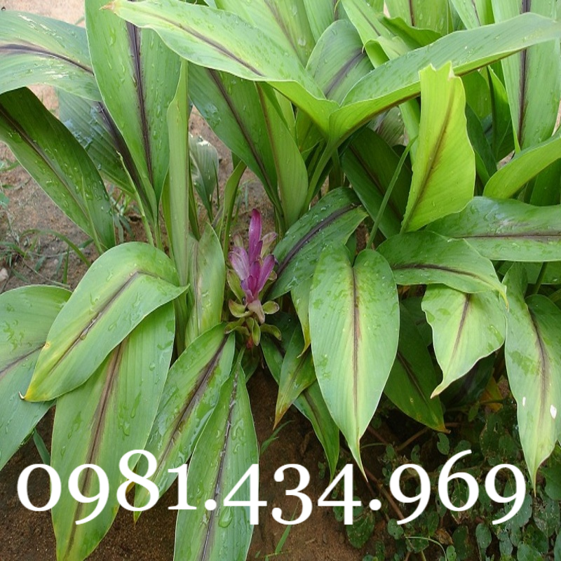 Nghệ Đen Tươi 01KG CHUẨN Đẹp