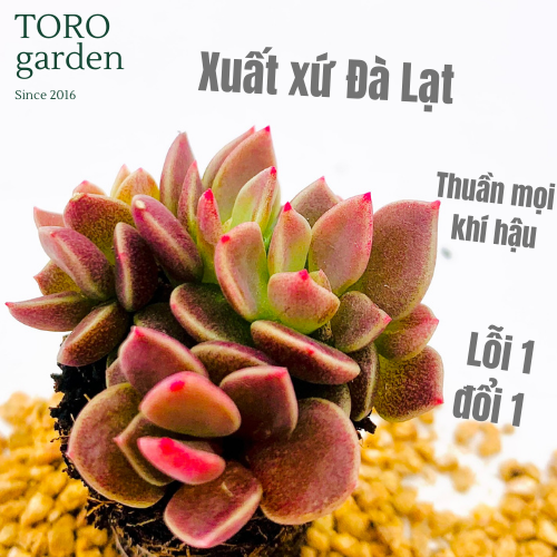 SEN ĐÁ MẶT TRĂNG SIZE MINI LỖI 1 ĐỔI 1