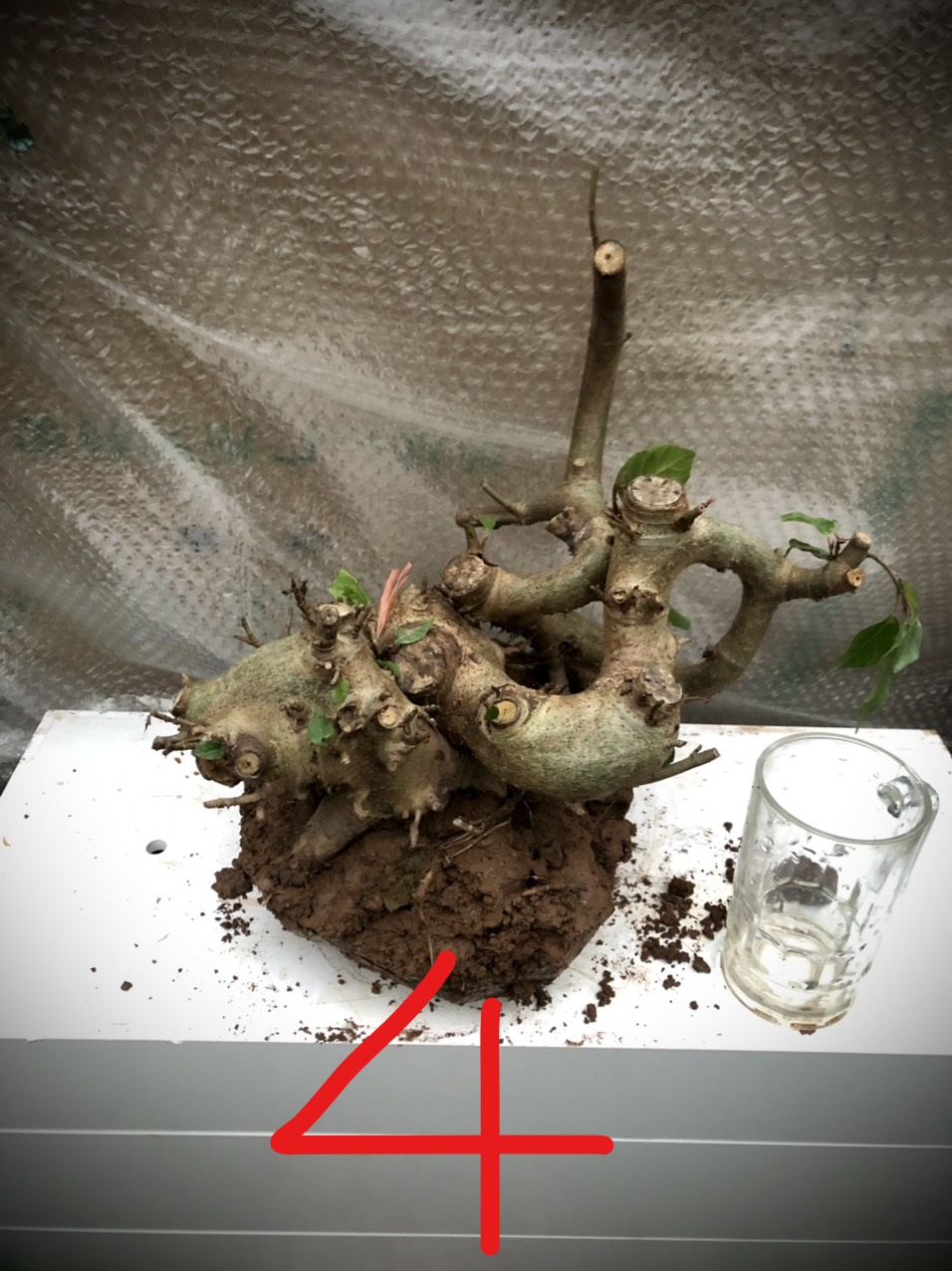 Cây sung bonsai phôi ảnh thật đánh số 1-21