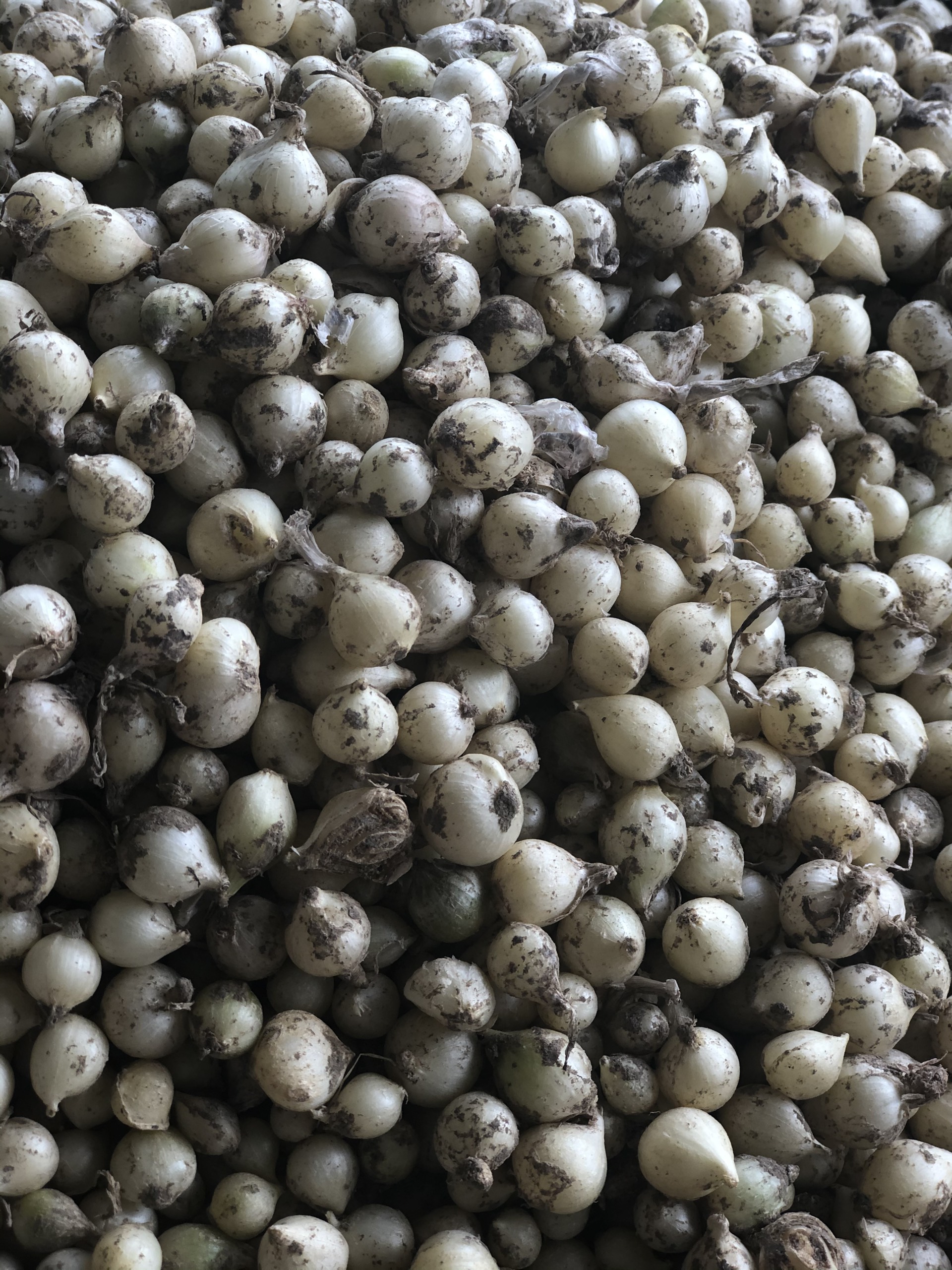 HÀNH TĂM XỨ NGHỆ (CỦ NÉN) 1KG