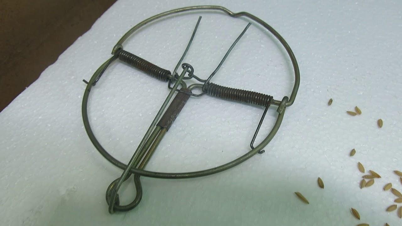 5 chiếc bẫy chuột bán nguyệt
