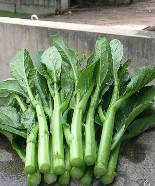 Hạt giống rau Cải ngồng Mập - gói 20gram