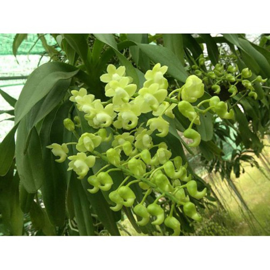 combo 3 cây hoa phong lan - quế tháng 8 hòa bình - quế tháng 8 hòa bình