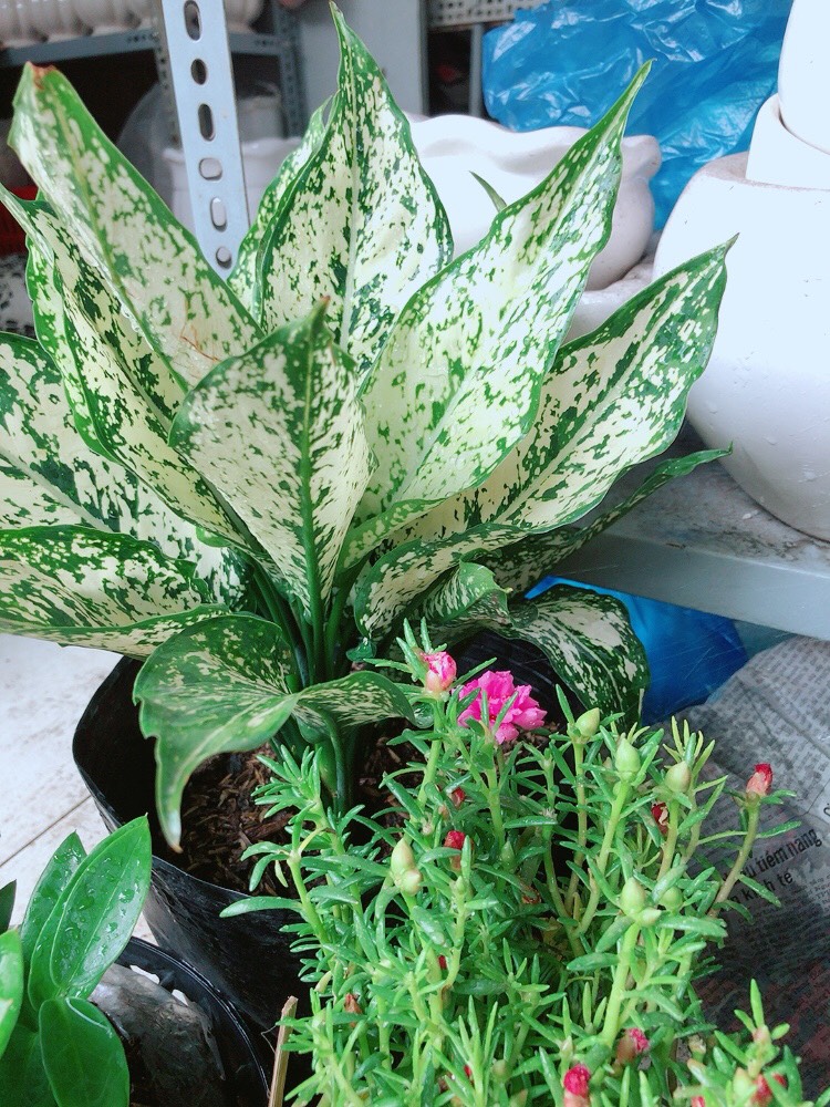 Cây ngọc ngân size lớn