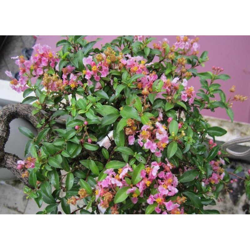 cây hồng ngọc mai dáng bonsai