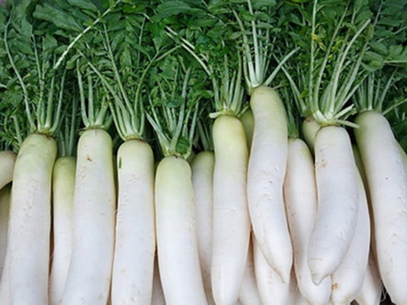 Hạt giống củ cải trắng Rạng Đông