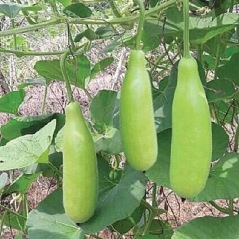 Hạt giống bầu xị leo dàn-gói 10 hạt
