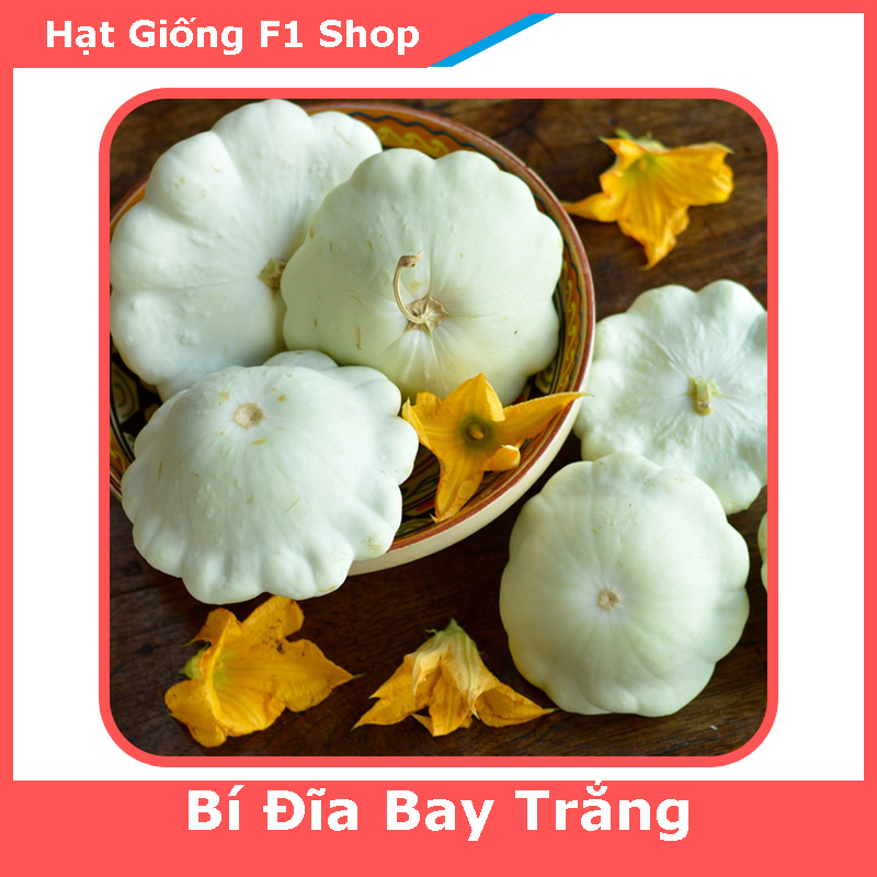 Hạt Giống Bí Đĩa Bay Trắng Dễ Trồng