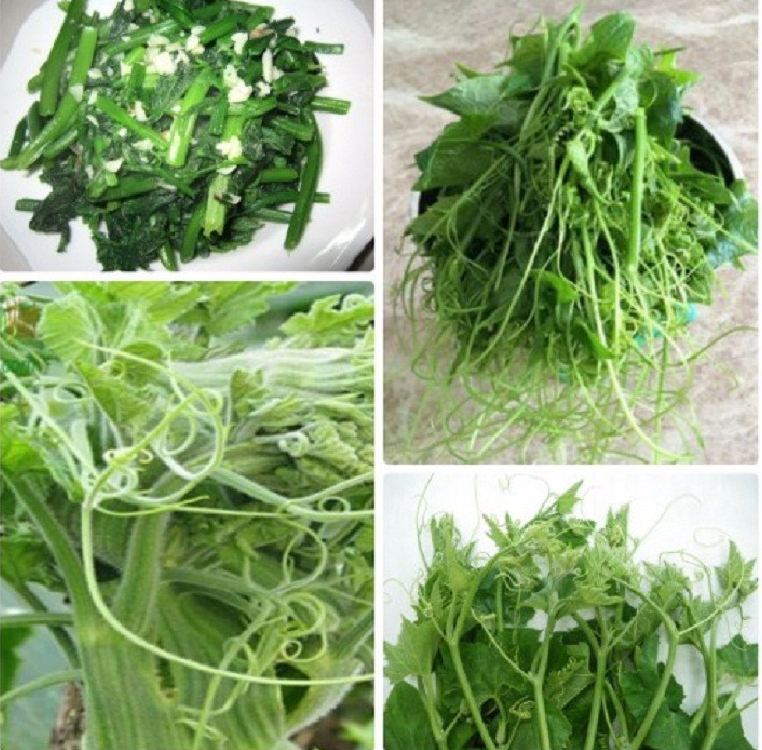 Hạt giống Bí Ngọn Siêu Mập Cao Sản 10gr/gói