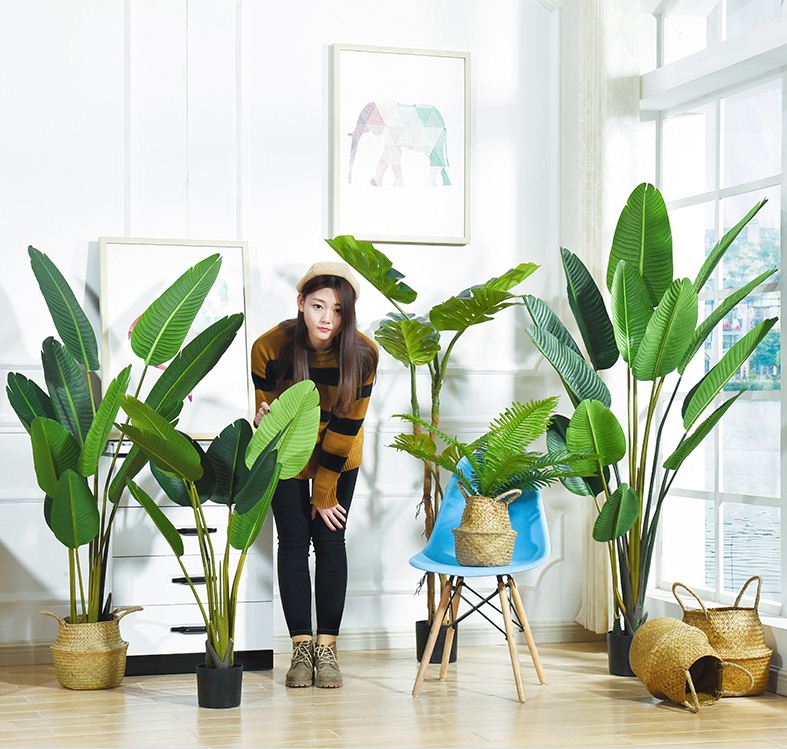 Cây Chuối Giả 1m6 Kèm Chậu