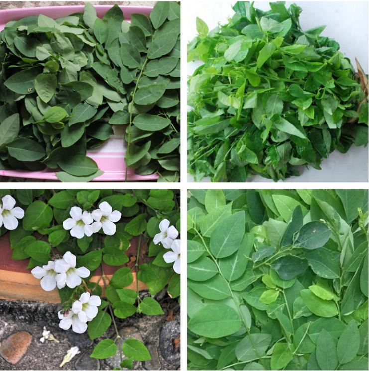 Hạt giống rau ngót ( rau bồ ngót ) - gói 100gram