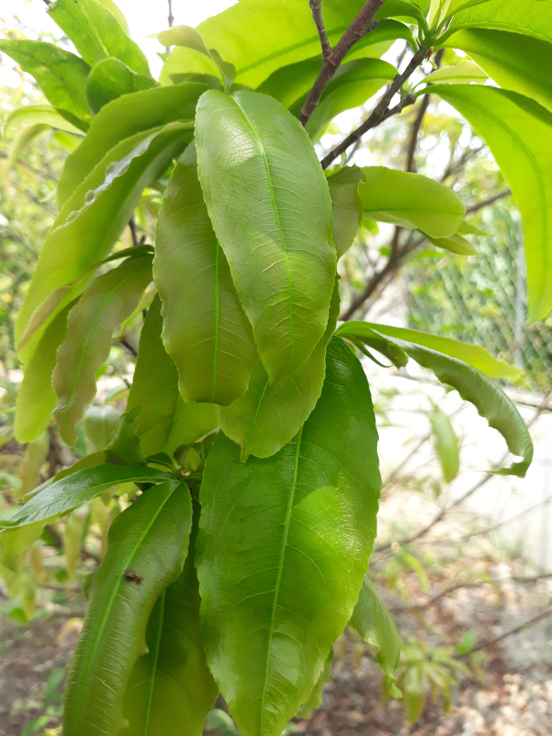 PHÂN BÓN SIÊU BUNG ĐỌT (CHAI 500ML)