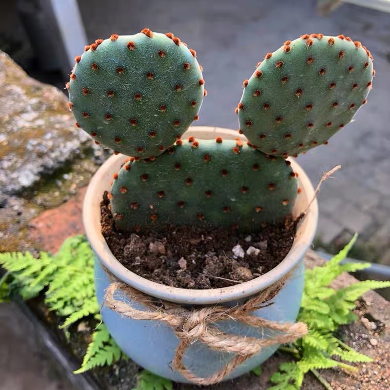 XƯƠNG RỒNG TAI THỎ CHUỘT MICKEY ( TẶNG CHẬU )