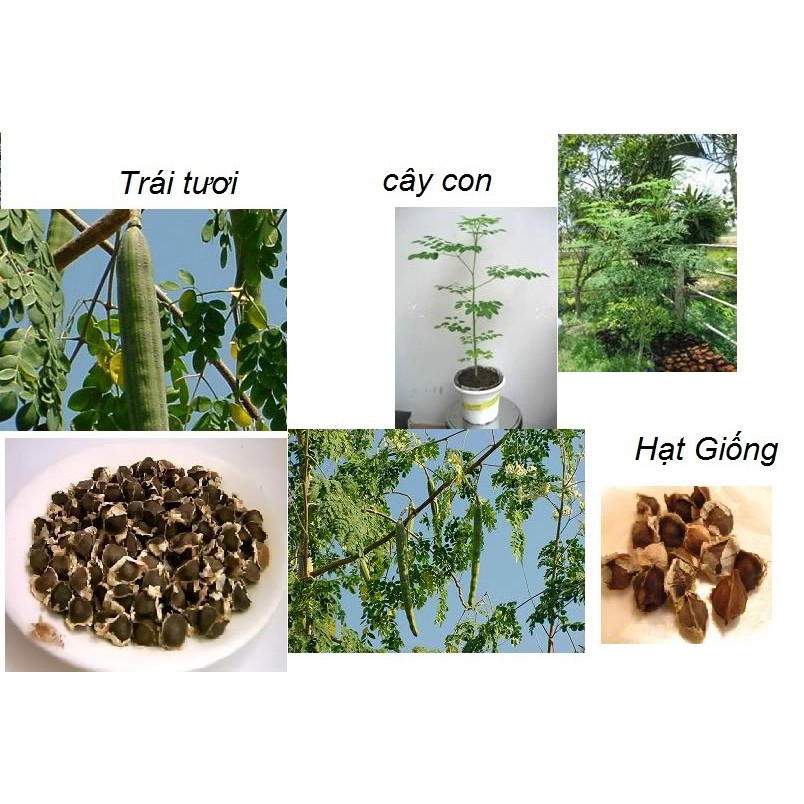 CÂY GIỐNG CHÙM NGÂY