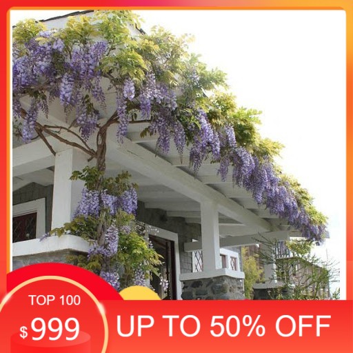 Tử đằng thân gỗ 20cm, thân khoẻ - Cực dễ sống, dễ chăm - Trang Flower