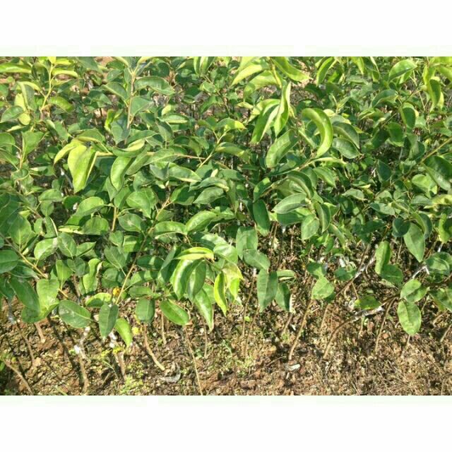 GIỐNG CÂY LÊ NÂU (SIÊU TRÁI) bảo hành