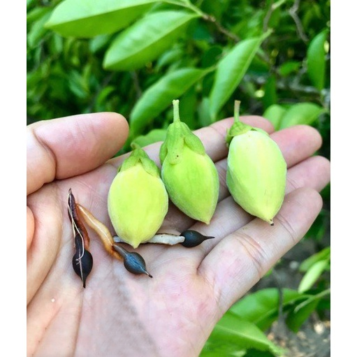 Hạt giống cây gió bầu trầm hương