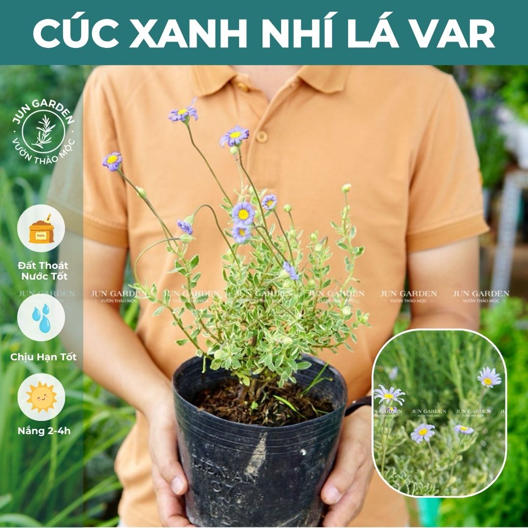 Cây Cúc Xanh Nhí Lá Var JUN GARDEN