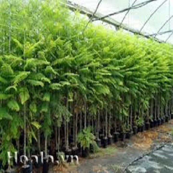 Cây phượng tím( cây cao 1,4 mét) + Tặng 2 Cây Quế Giống