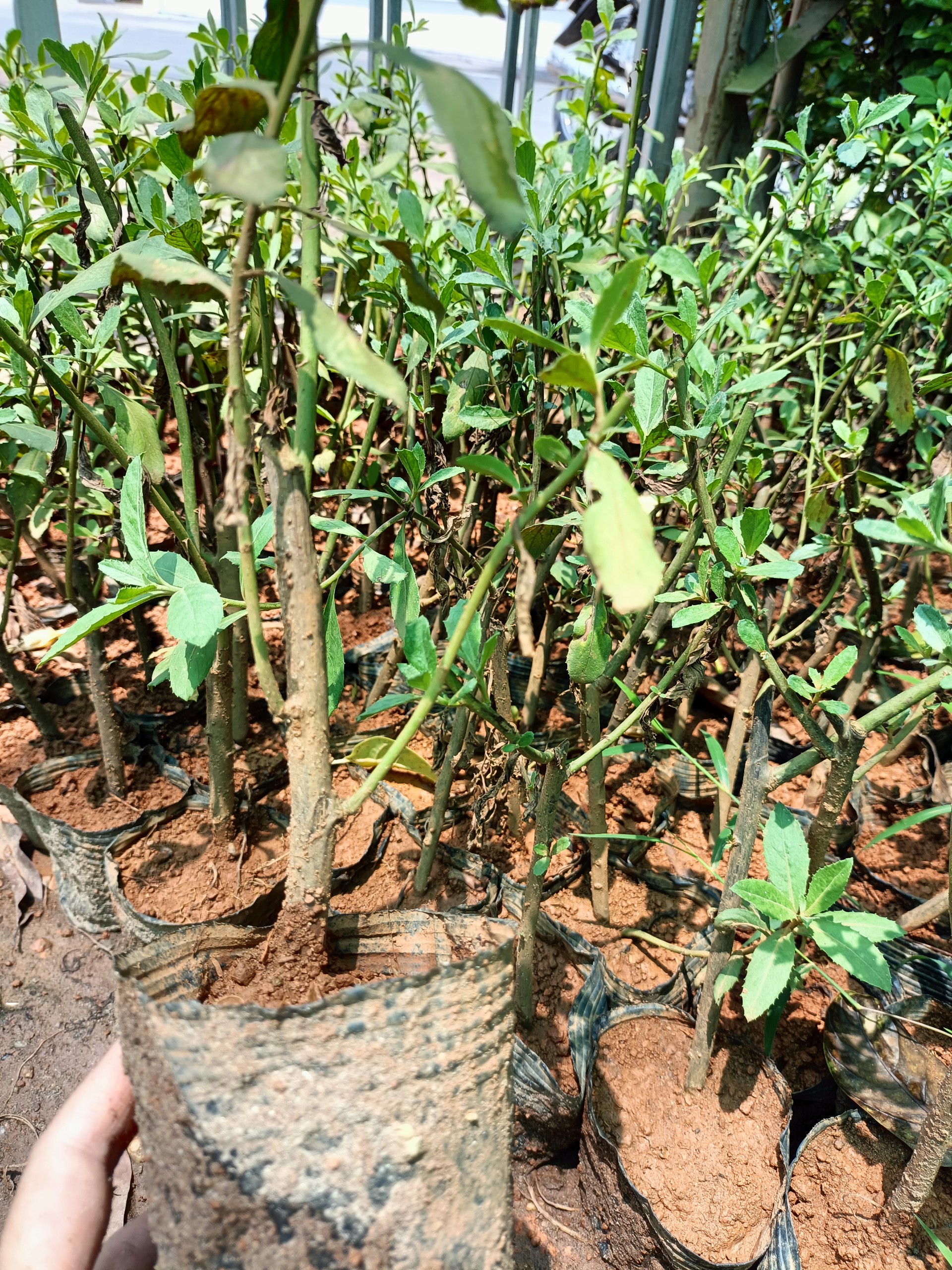 Cây giống cúc tần ta