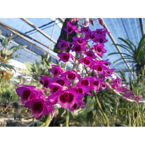 Hoa phong lan trầm rồng đỏ