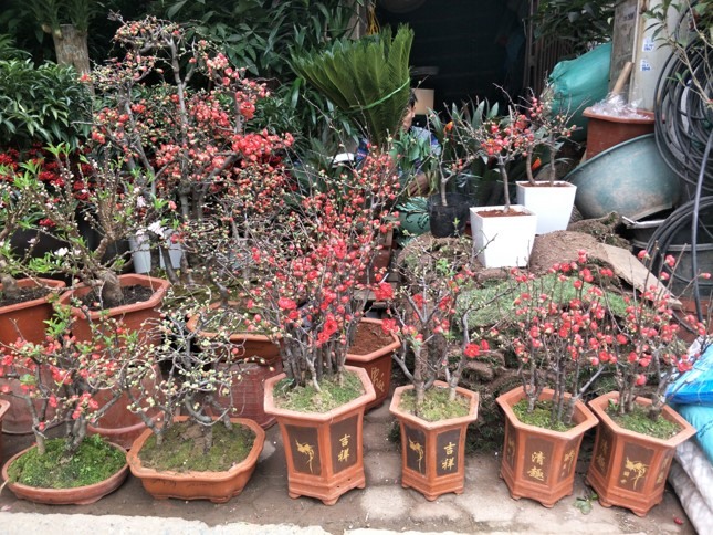 chậu Mai Đỏ bonsai TỨ QUÝ CHẬU Nhật