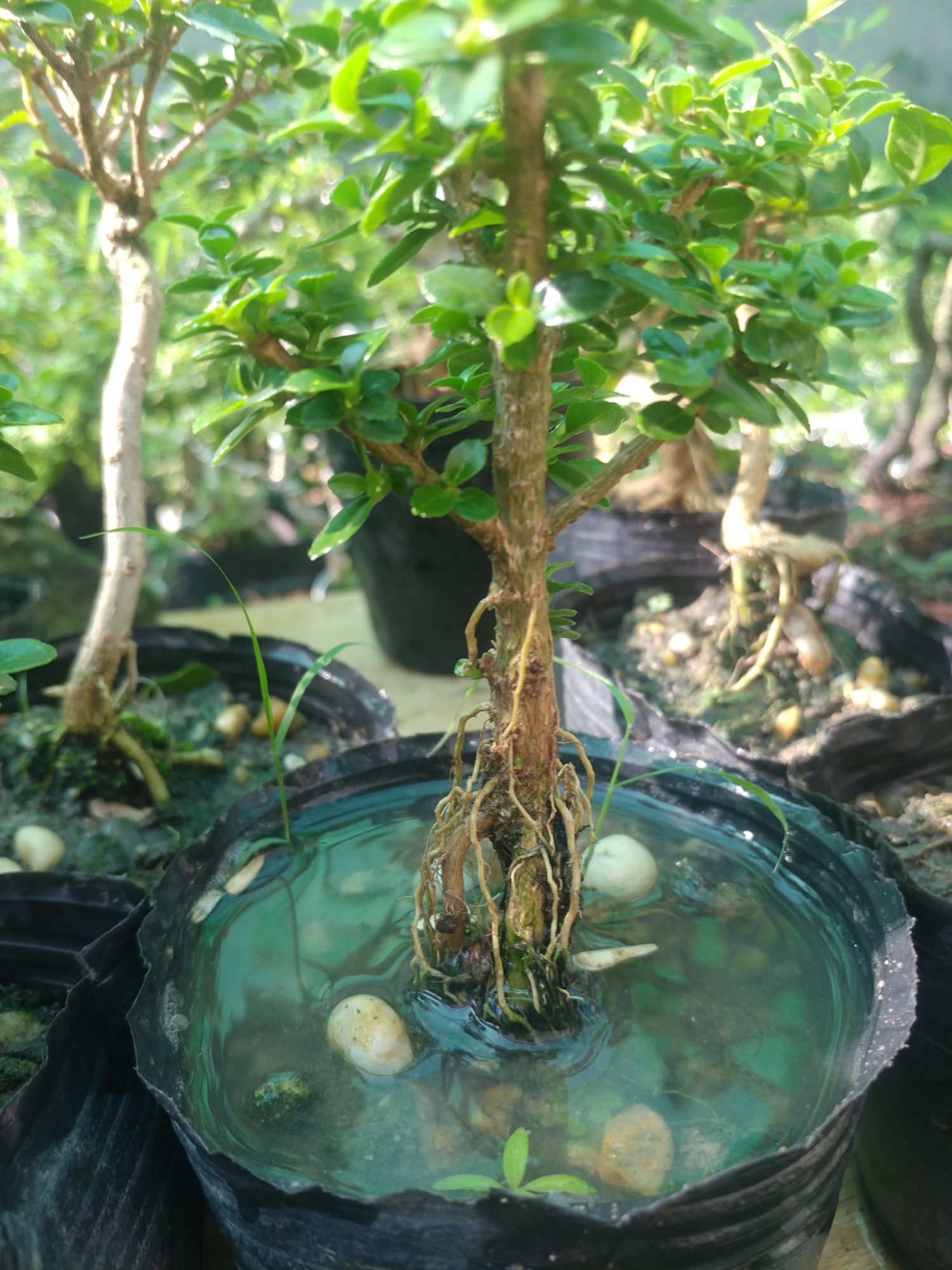 Sam hương siêu mini để bàn CỰC ĐẸP