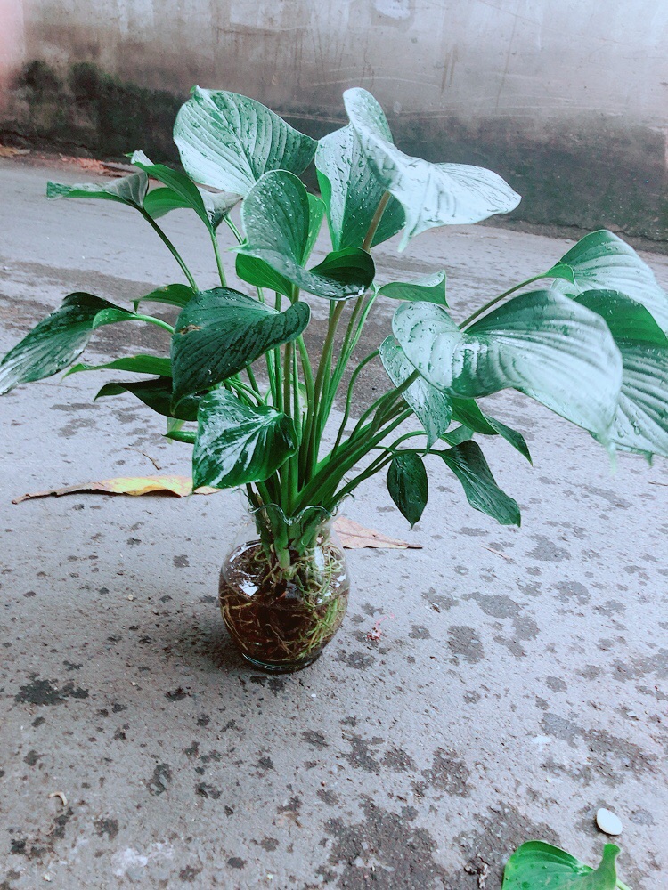 Chậu Thanh Tâm Thuỷ Sinh