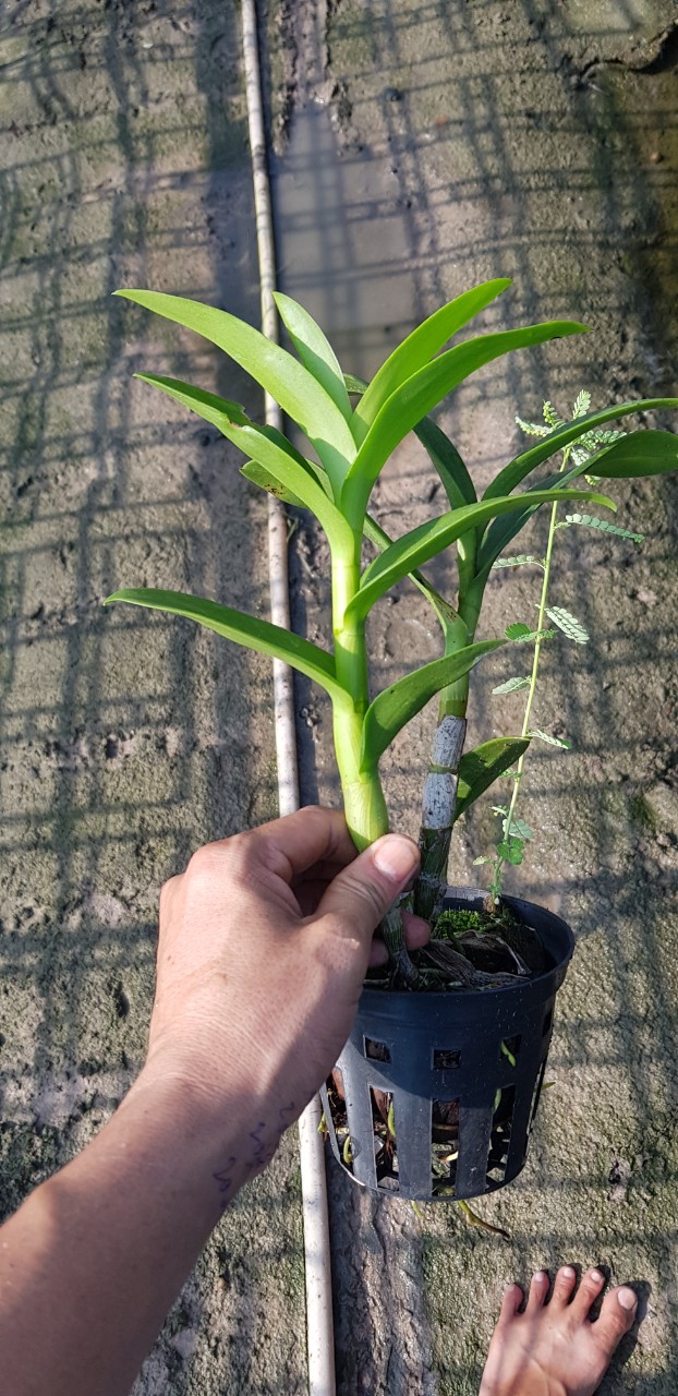 denro nắng susan đỏ chậu f12 đứng đọt cho hoa